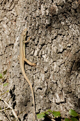 Lagartija colilarga, Psammodromus algirus, en el Parque Nacional de Monfragüe. Red Natura 2000. España