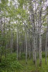 Fototapeta na wymiar Aspen trees