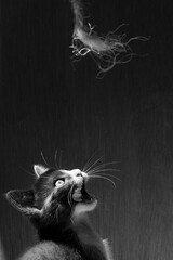 foto de gatita en blanco y negro con lengua de fuera