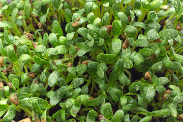 Fenugreek microgreen sprouts close up. Homegrown young shoots of fenugreek with water drops....