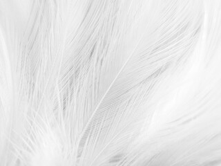 Beautiful abstract black feathers on white background and soft white feather texture on white texture pattern, dark theme wallpaper, gray feather background, gray banners, white gradient