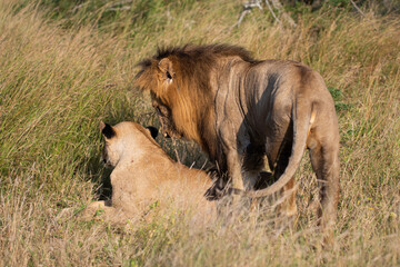 A Mating pair of lions seen on a safari in South Africa