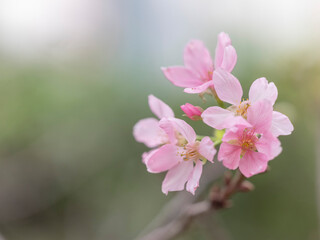 Color of Nature - Spring