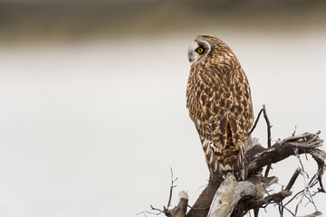 Short-eared owl starring into the distance while standing on a piece of driftwood in the Skagit Valley north of Seattle
