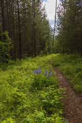 Fototapeta na wymiar Bluebonnets along a hiking Trail through the forest