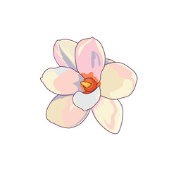 Beautiful blossom of Magnolia in Cartoon style, symbol of spring blooming tree with white petals on white isolated background, concept of Outdoor Plants, Parking trees, Botany, Blossoming Season.