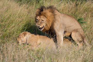 A Mating pair of lions seen on a safari in South Africa