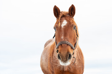 A closeup of a chestnut brown adult horse with a braided mane, white spot on its head and beautiful dark eyes. The domestic animal is wearing a bridle. There's snow on the animal's mouth and whiskers.