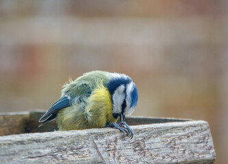 a blue tit on the wooden bird table dining on seed and meal worms