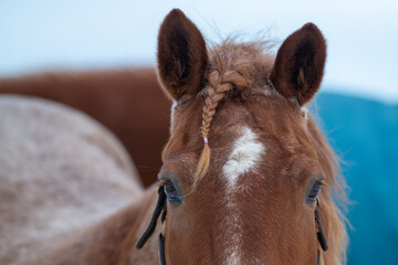 A closeup of a chestnut brown adult horse with a braided mane, white spot on its head and beautiful dark eyes. The domestic animal is wearing a bridle. There's snow on the animal's mouth and whiskers.