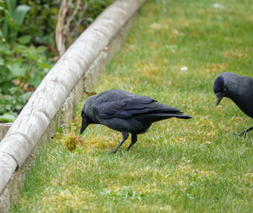 Obraz premium a pair of jackdaws hunt for grubs in the grass and moss