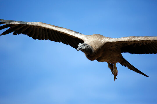 Close-up of Andean Condor (Vultur gryphus) Flying, against Blue Sky. Colca Canyon, Peru