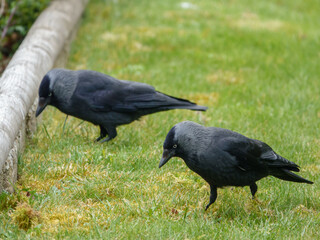 a pair of jackdaws hunt for grubs in the grass and moss