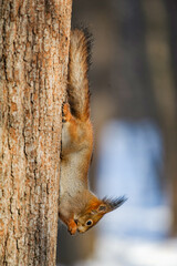 Squirrel chilling on a tree in winter