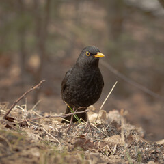 One of the most familiar birds in parks and gardens of Europe, the common blackbird.