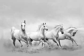 White horses running wild