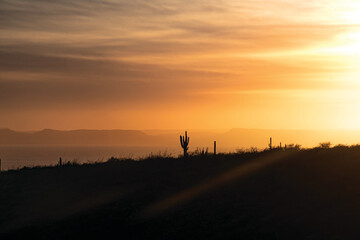Sunset with a cactus in the background. Sunset desert