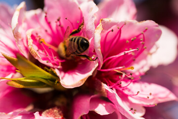 Obraz na płótnie Canvas macro photography bees collect honey from the flowers of peach tree
