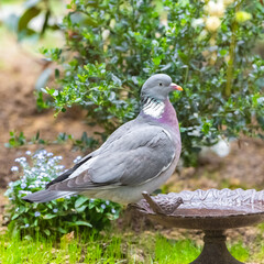Wood pigeon, turtledove 