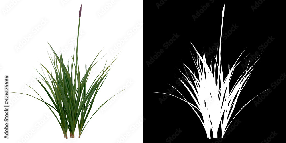 Canvas Prints front view of plant (garlic) png with alpha channel to cutout 3d rendering