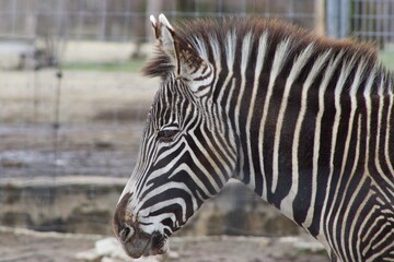 Fototapeta na wymiar Wise Zebra