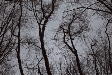 Tree branches on a gray background. Black and white photo.