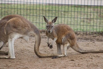Naklejka na ściany i meble Kangaroo with baby in spring