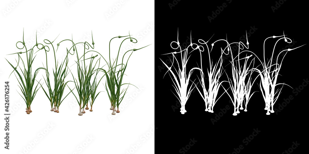Canvas Prints front view of plant (garlic) png with alpha channel to cutout 3d rendering