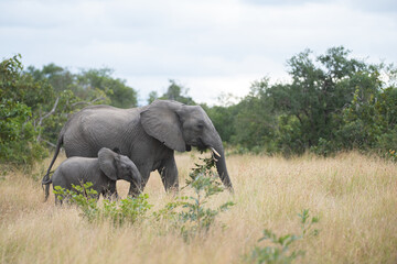 Naklejka na ściany i meble African Elephants seen on a safari in South Africa