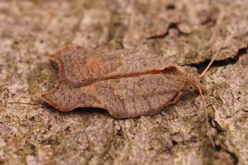 Closeup on the small brown notched-winged tortritcid moth, Acleris emargana