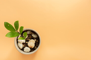 Top view Green leaves in pots with stones isolated one orange background with copy space