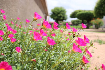 FLORES DE INVERNO