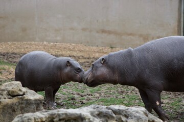 Mama and baby hippos kissing