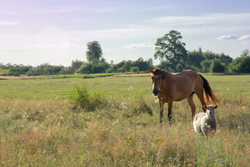 country horse and sheep in the meadow