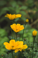 Yellow Cosmea flowers with blurred background