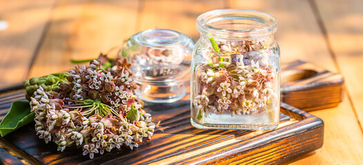 St. John's wort. Hypericum plants yellow flower used in alternative medicine on a decorative wooden trolley against the background of grass on a meadow.. 