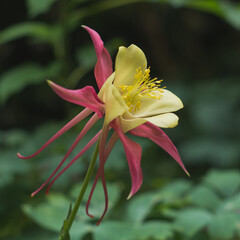 Obraz premium Aquilegia flower close-up macro with blurred background