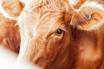 portrait of a calf