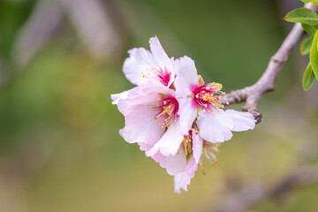 Fototapeta premium Pink almond blossom on an almond tree. Flowering almonds in the spring garden. Israel. 