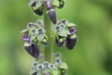 close up of a flower
