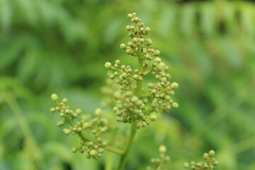 close up of a plant