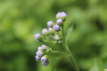 Obraz premium Wild grass flowers