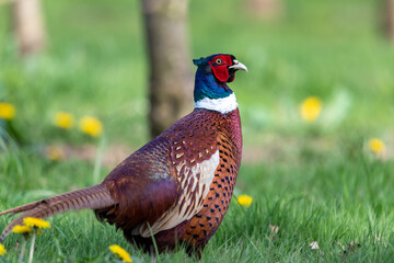 Portrait of a male pheasant (phasianus colchicus) in an orchard