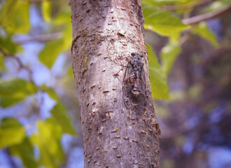 Cicada, Lyristes plebejus, big common cicada