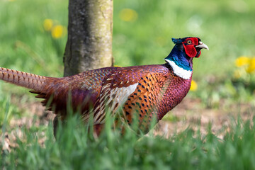 Portrait of a male pheasant (phasianus colchicus) in an orchard
