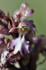 Orchis g&eacute;ant