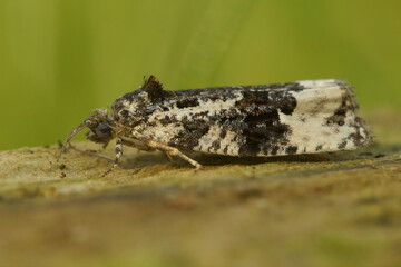 Closeup of a White-shouldered Marble,  Apotomis turbidana against a green background