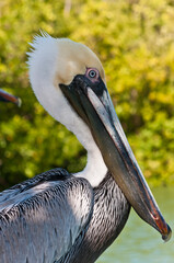 side view, close distance, portrait, of a brown pelican, on a marina dock, at a tropical harbor