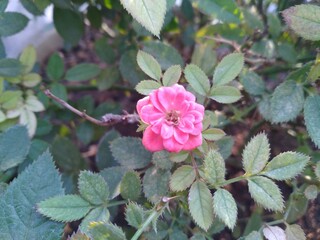 Pink Rose Flower