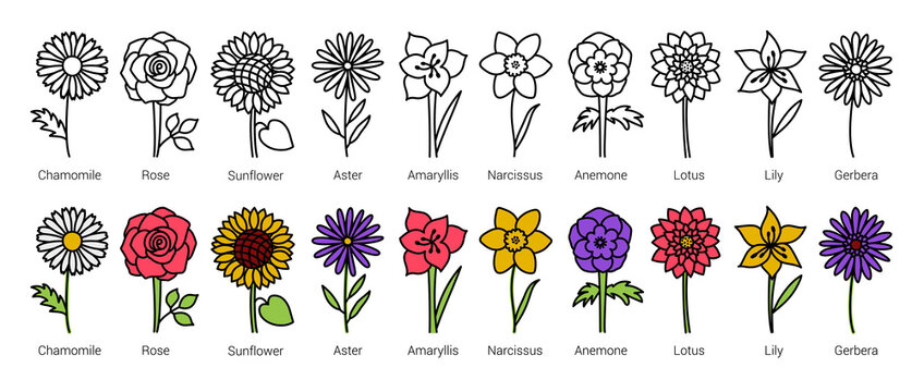 Flowers. Doodle vector set. Hand drawn line sketch floral collection. Types of flowers with names. Chamomile, rose, sunflower, aster, amaryllis, daffodil, anemone, lotus, lily and gerbera
